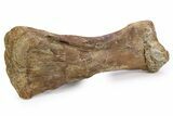 Fossil Hadrosaur (Lambeosaurus?) Metatarsal Bone - Montana #260377-1